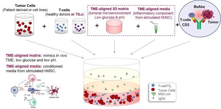 Figura 3 TME Aligned 3D Model For Immune Oncology Effects