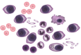 Cells 1